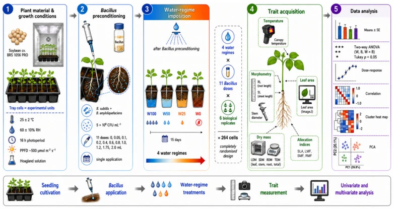 Experimental workflow for the controlled-environment soybean tray-cell assay. Seedlings of cv. BRS 1056 IPRO were assigned to a completely randomised 4 × 11 factorial design comprising W100, W50, W25 and W0 water regimes and one rhizosphere-directed application of an undiluted Bacillus subtilis + Ba