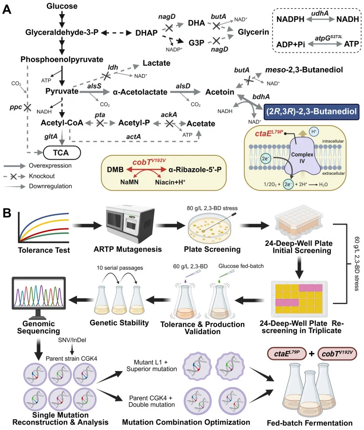 Scheme for engineering (2 R ,3 R )-2,3-butanediol biosynthesis in C. glutamicum. ( A ) Metabolic network of strain K4- cobT-ctaE for (2 R ,3 R )-2,3-butanediol production Gray arrows represent metabolic modifications in the background strain CGK4. Red indicates genomic mutations introduced in this s