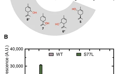 Directed evolution of a cytochrome P450 monooxygenase for im