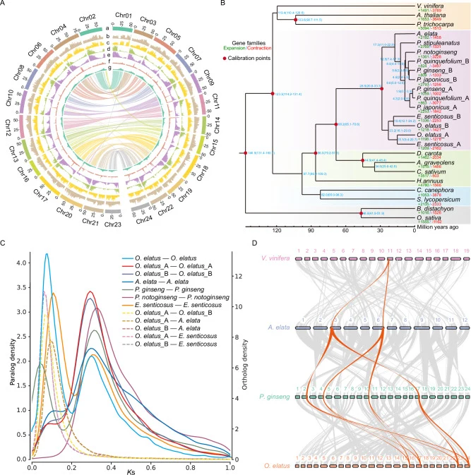 A Features of the chromosome-level O. elatus genome. a, the outer colored bands represent scale bars of 24 chromosomes (megabases); b, distribution of Gypsy LTR retrotransposons is shown in a 100-kb window; c, distribution of Copia LTR retrotransposons is shown in a 100-kb window; d, distribution of