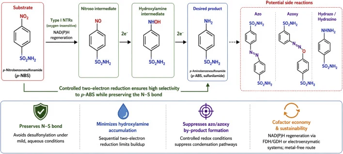 Integrative overview of the selective biocatalytic nitroreduction of p -nitrobenzenesulfonamide ( p -NBS) to p -aminobenzenesulfonamide ( p -ABS) mediated by Type I nitroreductases (NTRs). The reaction proceeds through nitroso and hydroxylamine intermediates with sequential two-electron reductions w