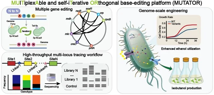 A self-iterative orthogonal base-editing platform enables mu