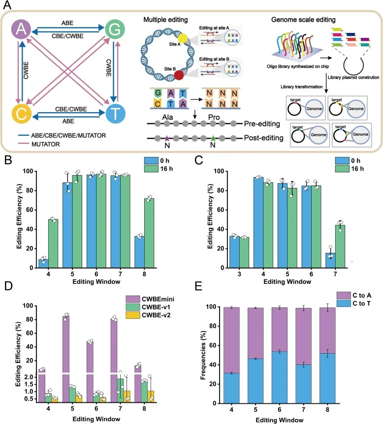 Characterization of base editors in E. coli . ( A ) Overview of MUTATOR-enabled N-to-N mutational space and its applications in multi-site and genome-scale editing. Blue arrows represent substitutions achievable by both MUTATOR and existing editors, whereas pink arrows represent mutations unique to