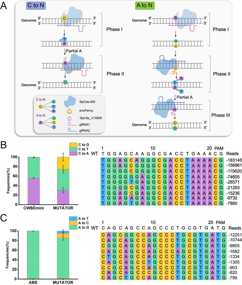 Orthogonal editing systems enable C-to-N and A-to-N mutagenesis in E. coli . ( A ) Schematic illustration of orthogonal C-to-N (left) and A-to-N (right) editing using CWBE and ABE. Phase I: targeting by individual editors; Phase II: co-targeting with orthogonal systems; Phase III: diverse base conve