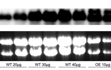 OE-254 constitutes an antimorph. ( A ) WT and OE-254 RNA were loaded in a denaturing formaldehyde gel at the indicated c