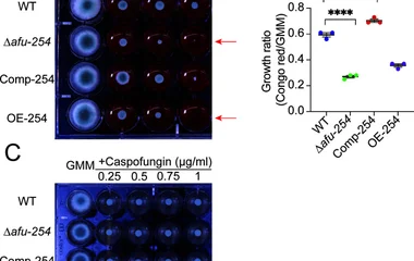 afu-254 mediates fungal cell wall response to Congo red but not to Caspofungin. Fungal strains were spot inoculated (10