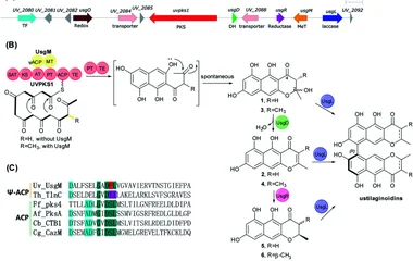稻曲菌素生物合成途径解析揭示一类新型烯还原酶