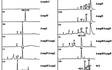 Elucidation of ustilaginoidin biosynthesis reveals a previou