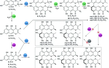 Elucidation of ustilaginoidin biosynthesis reveals a previou
