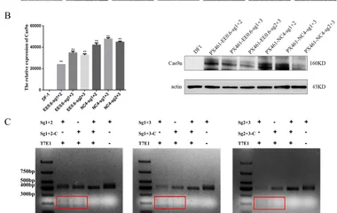 Construction and functional validation of single-vector dual-sgRNA CRISPR/Cas9 systems. (A) GFP fluorescence detection o