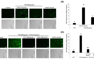 Nano-Encapsulated Black Bean-Cultivated Cordyceps militaris Attenuates PM- and L