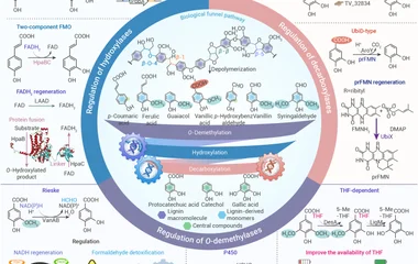 Critical enzymatic catalytic steps and regulatory strategies in microbial catabolism of lignin Heterogeneous aromatic co