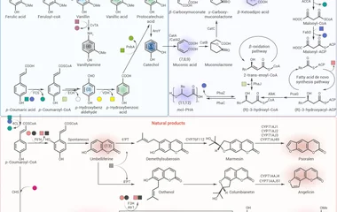 用于 valorizing 异质木质素衍生物为高价值化学品（芳香族平台化学品、开环产物、芳香族天然产物）的代谢网络。化学品编号对应图3的调控策略。4CL、ACCA、AlkK为相关酶。