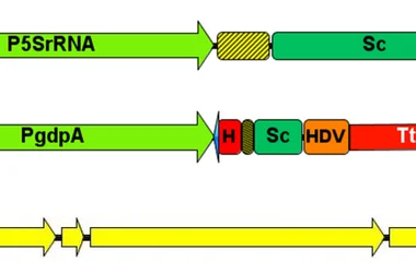CRISPR/Cas9瞬时表达系统