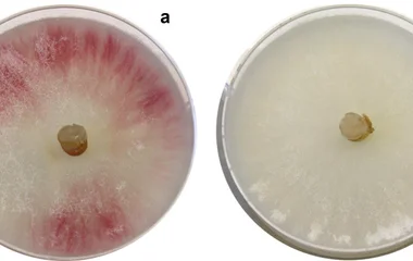 在马铃薯蔗糖琼脂上，F. venenatum A3/5（a）与P