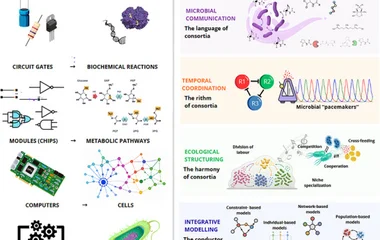 From Circuits to Symphonies: A Systems-Engineering Blueprint for Multimicrobial