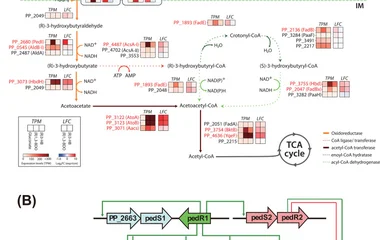 ( A ) Proposed catabolic pathways and transcriptome analysis for 1,3-BDO degradation in P. putida KT2440. Pathways were