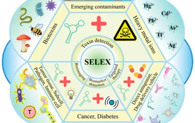 SELEX适配体技术用于毒素分析：筛选、优化与计算辅助设计