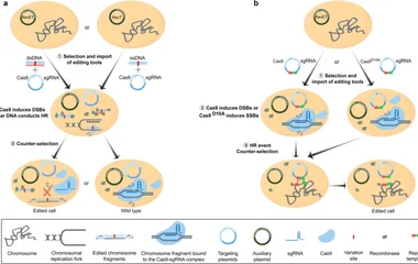 图1 利用CRISPR-Cas9编辑乳酸菌基因组。a 在重组酶辅助下,用CRISPR-Cas9和携带变异位点的线性DNA编辑基因组。b 在重组酶辅助下,用CRISPR-Cas9和携带变异位点的靶向修复质粒编辑基因组。