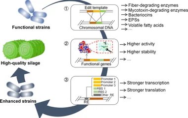Potential applications of gene editing technology in optimizing Lactobacillus for silage improvement. ① Insertion of hig