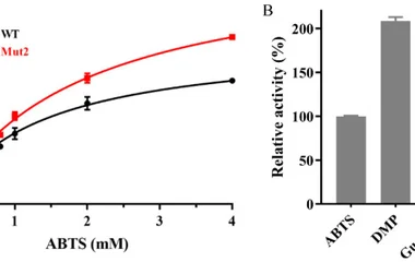 Kinetic analysis of Ghlac ( A ) and substrate specificity of Mut2 ( B ). ABTS, DMP, and SGZ were the abbreviations of 2,