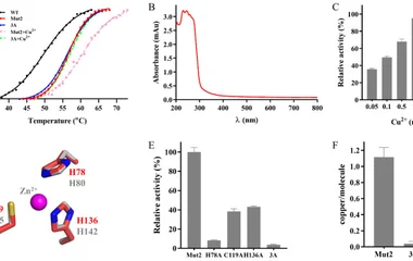 Identification of the putative copper binding site. ( A ) The effect of Cu 2+ on the thermostability of Ghlac using the