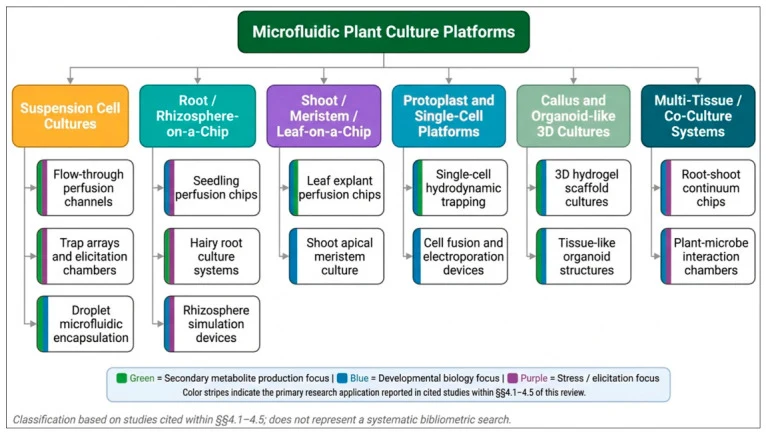 Taxonomy of microfluidic plant culture platforms reviewed in this manuscript. Six major platform categories are identified based on biological organization and device architecture; each subdivided into specific system types by application. Color stripes on subcategory boxes indicate the primary rese