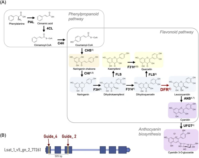 The target gene for modification of flavonoid metabolism by CRISPR/Cas9 knockout. (A) Proposed biosynthetic pathway of flavonoids and anthocyanins in red leaf lettuce. This model is primarily based on previous studies in Arabidopsis thaliana and Lactuca sativa. Arrows indicate the direction of enzym