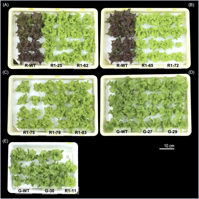 DFR敲除系(T2和T1代)的植株表型。图中展示了不同株系在播种后35天(35 DAS)的单株俯视图,见(A–E)面板。除(E)外,所有育苗盘中每株系种植8株(每行4株×2行)。源自红叶背景的株系为T2代,源自绿叶背景的株系为T1代。在(E)面板中,G-WT和G-72株系每行种植3株。由于种子数量有限,R1-11株系仅种植2株(1行)。