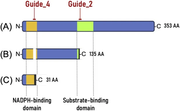 Schematic of the mutation pattern of the DFR protein. The conserved functional domains—the NADPH-binding domain and the substrate-binding domain—are highlighted in yellow and green boxes, respectively. The domain boundaries were verified using InterProScan and defined with reference to the conserved