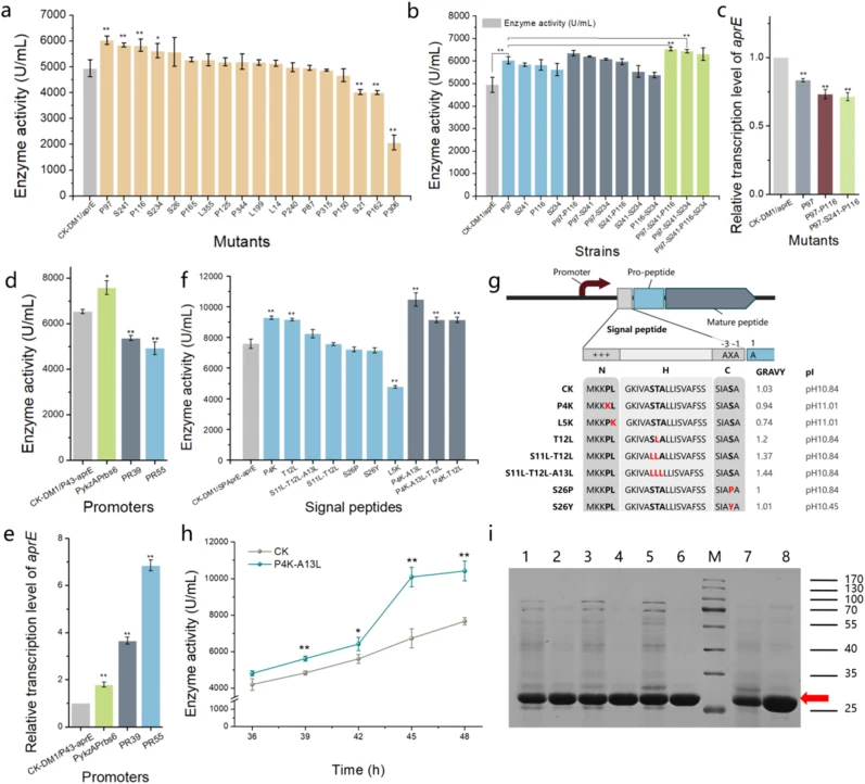 Effects of element optimization on AprE expression. a: Activities of codon signal-point mutants. b: Activities of codon multi-point mutants. c: The relative transcriptional level of aprE in codon mutant strains. d: AprE activities of promoter mutants. e: The relative transcriptional level of aprE me