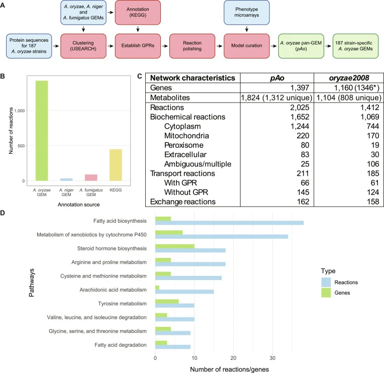 Reconstruction of a pan-genome-scale metabolic model (GEM) for Aspergillus oryzae ( pAo ). (A) Workflow for pan-GEM reconstruction. Protein sequences from 187 A. oryzae strains and 3 Aspergillus species with existing GEMs were clustered using USEARCH. Metabolic reactions were assigned on the basis o