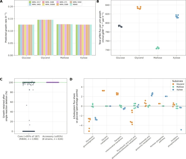 Comparative flux analysis of 8 strain-specific Aspergillus oryzae genome-scale metabolic models (GEMs) across 4 carbon sources. (A) Flux balance analysis (FBA)-predicted maximum growth rate per strain, with carbon uptake normalized to an equal carbon mole supply. (B) Parsimonious FBA (pFBA) costs, a