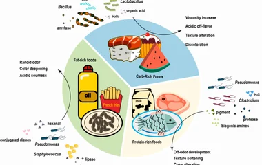 Targeting Quorum Sensing to Combat Foodborne Pathogens: A Dual Strategy Against 