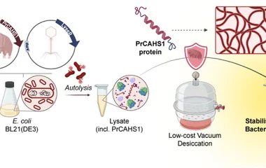 Tardigrade-Derived Strategy for Low-Cost Storage of Cell-Free Expression Lysates