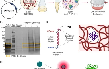 Tardigrade-Derived Strategy for Low-Cost Storage of Cell-Free Expression Lysates