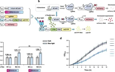 Design and validation of VPAD-EL222- and L7Ae:k-turn-based light-sensitive CRISPR regulatory systems. ( a ) The composit