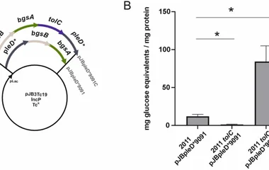 TolC is required for MLG production. (A) Plasmid structure of pJBpleD*9091 and its derivative pJBpleD*9091C overexpressi