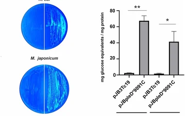 MLG production across distinct bacterial genetic backgrounds. MLG production in Rhizobium etli Δ celAB Δ bgsA and Mesorh