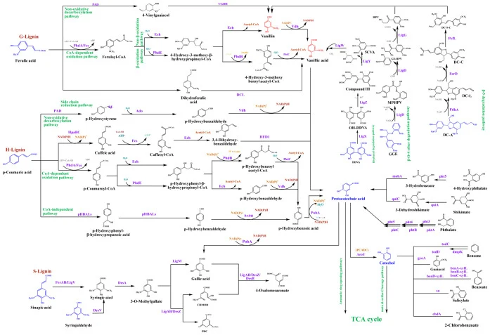 Comprehensive schematic of microbial biofunneling pathways converting lignin-derived aromatic compounds into PCA, catech