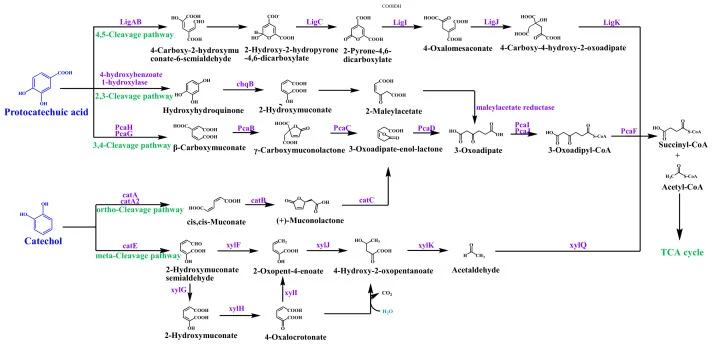 图1：PCA和儿茶酚环裂解途径综合示意图，改编自文献[1,12]，使用ChemDraw Professional 22.2.0.3300绘制。