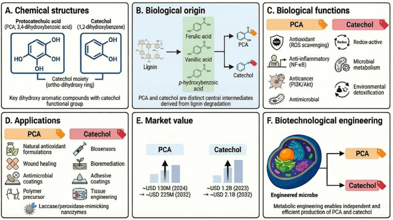 PCA and catechol as central nodes in lignin valorization. ( A ) Chemical structure of PCA and catechol and ( B ) biologi