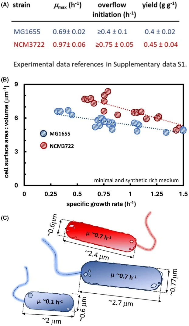Escherichia coli K‐12 strains MG1655 and NCM3722 have distinct phenotypes and geometries. (A) Comparison of strains MG1655 and NCM3722 based on maximum specific growth rate on glucose minimal medium, growth rate at which acetate overflow initiates on glucose minimal medium, and biomass yield on gluc