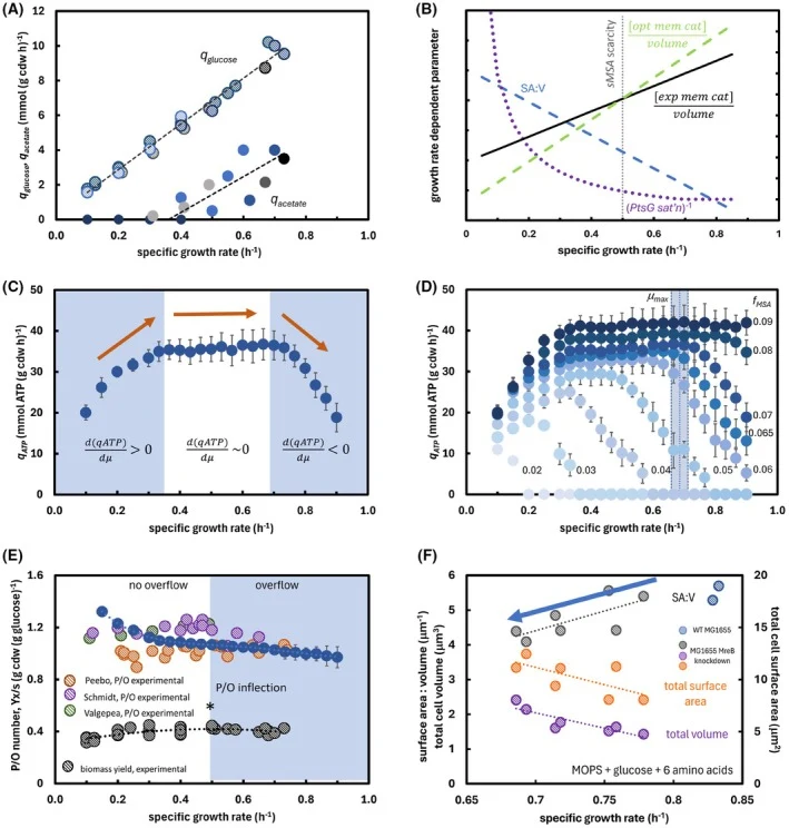 Escherichia coli MG1655 phenotypic properties constrained by membrane surface area and protein crowding. (A) Experimental data from E. coli K‐12 strain MG1655 used to build consensus fluxes as a function of growth rate. Experimental data references can be found in Data S1 . (B) Summary of biological
