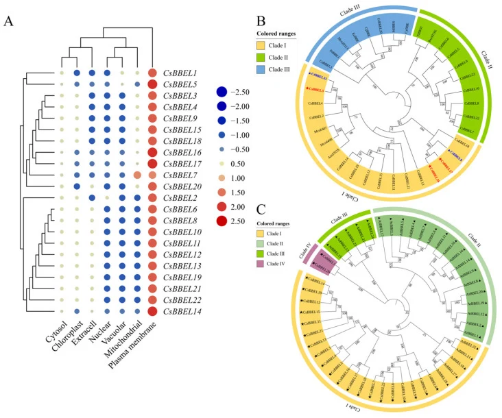 Analysis of subcellular localization and phylogenetic relationships of CsBBEL family proteins. ( A ) Heatmap illustrating the subcellular localization prediction scores of 22 CsBBEL proteins across various subcellular compartments, with blue indicating low prediction scores and red indicating high s