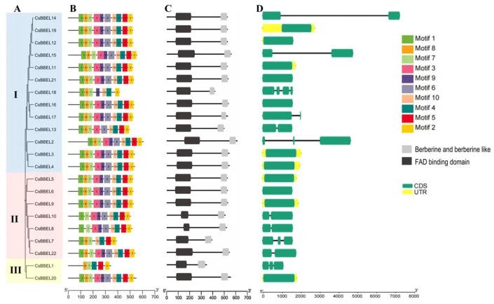 Phylogenetic relationships, conserved motifs, protein domains, and gene structures of the CsBBELs . ( A ) Phylogenetic tree of 22 CsBBELs . ( B ) Distribution of conserved motifs in CsBBELs , with ten distinct motifs (Motif 1–10) represented by different colored boxes. ( C ) Functional domain archit