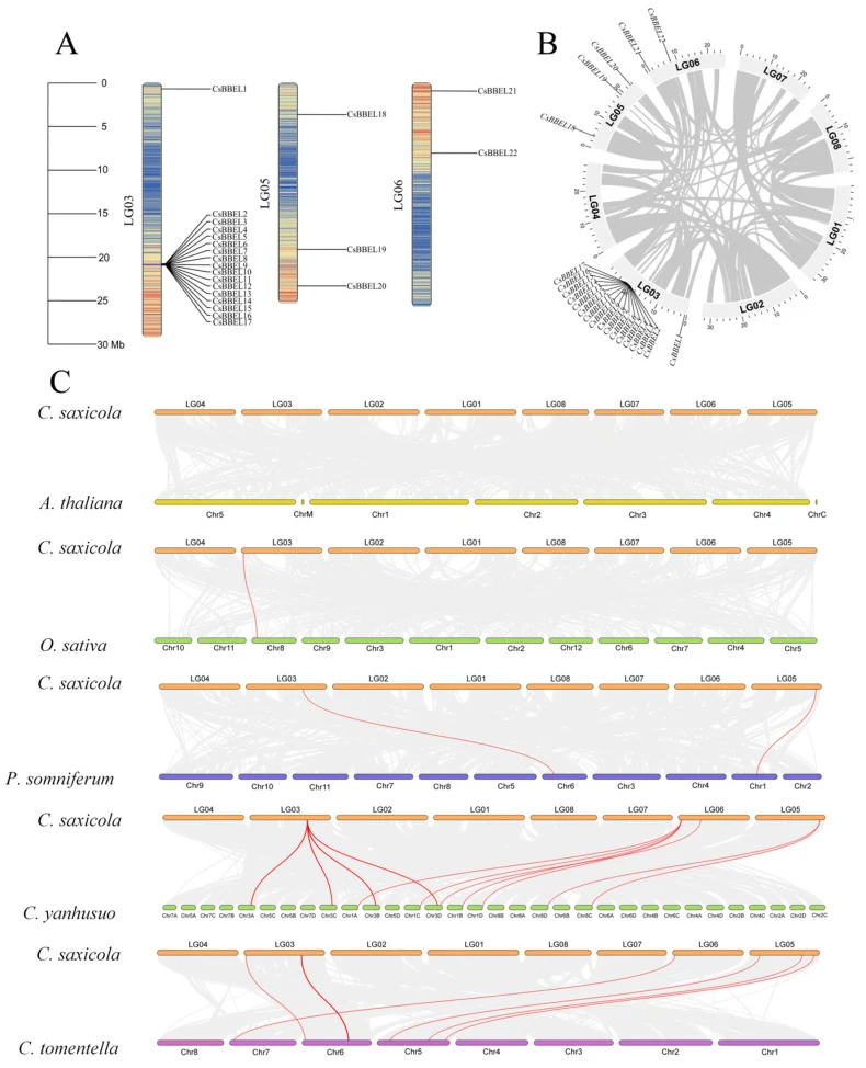 Chromosomal localization and collinearity analysis of the CsBBELs in C. saxicola . ( A ) Chromosomal localization of CsBBEL genes depicted on the linkage groups (LGs) of C. saxicola . The scale bar represents the chromosome length in megabases (Mb), with some genes exhibiting clustered distribution.