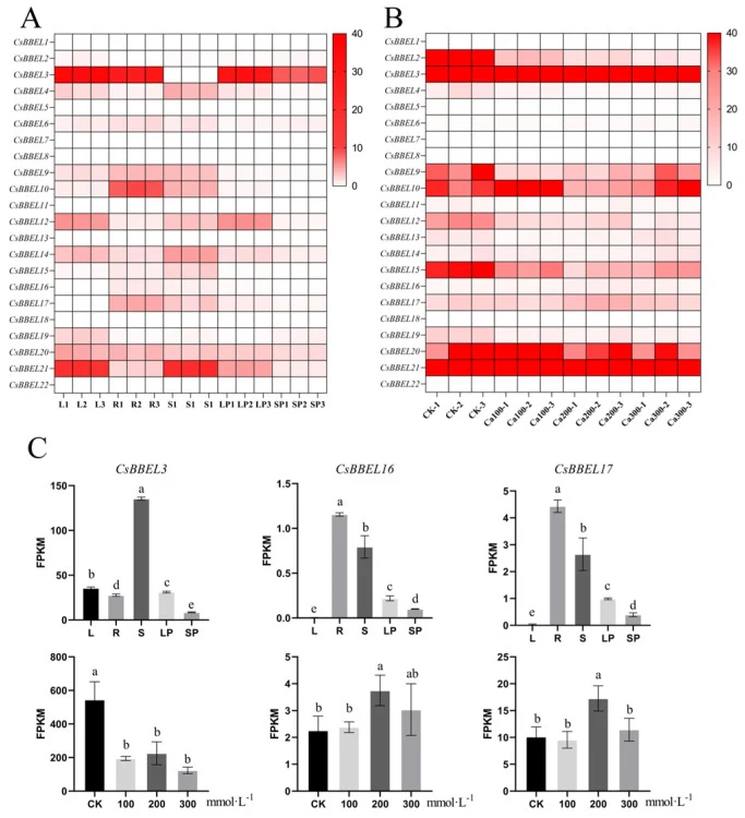 Expression patterns of CsBBELs in C. saxicola : organ-specific and calcium stress-responsive analysis. ( A ) The heatmap illustrating the organ-specific expression profiles of 22 CsBBEL family members across various plant organs, including leaf (L), root (R), stem (S), long petiole (LP) and short pe
