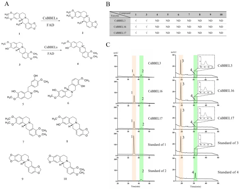 In vitro analysis of enzymatic activity and substrate specificity of core CsBBEL proteins from C. saxicola . ( A ) Chemical structures of substrates and products, alongside representative enzymatic reactions catalyzed by CsBBEL proteins. Typical reactions include the conversion of cavidine (1) to DH