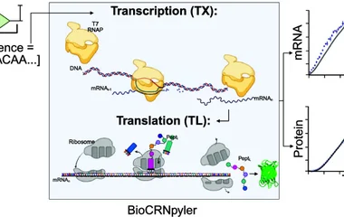 Nucleotide-Level Chemical Reaction Network Modeling Enables Quantitative Predict